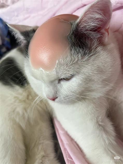 Bald Cat Meme