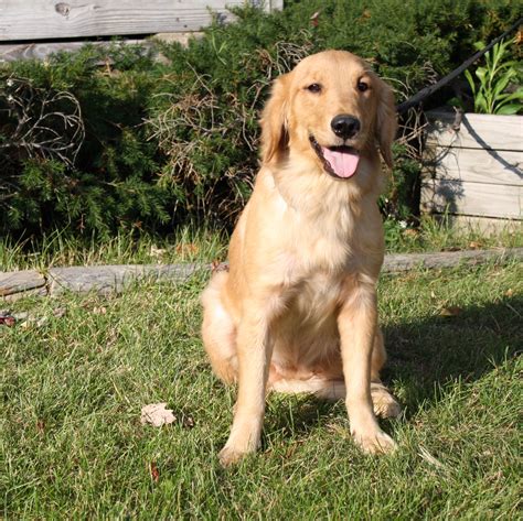 Nora: AKC, Female, Adult Golden Retriever - Man's Best Friend
