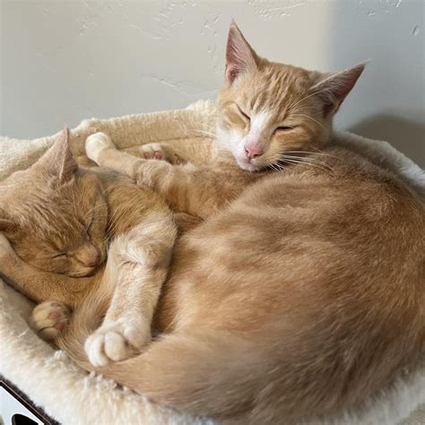 *Pre-Adoption Cat Application* is available for adoption at Lake Lowell ...