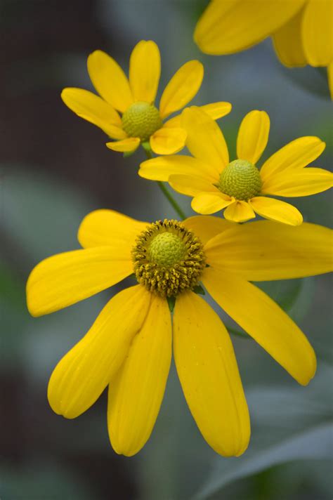 Cutleaf Coneflower: Rudbeckia laciniata