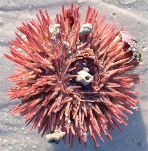 Sea Urchin: The Marine Invertebrate - Ocean Info