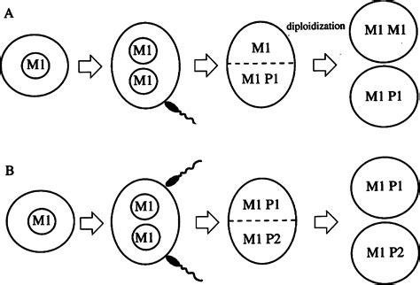 Polymorphic Detection of a Parthenogenetic Maternal and Double Paternal Contribution to a 46,XX ...