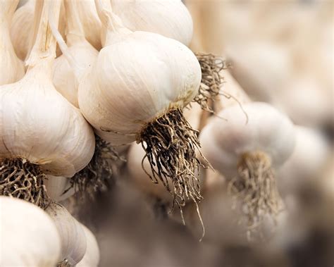 how to recognize chinese garlic