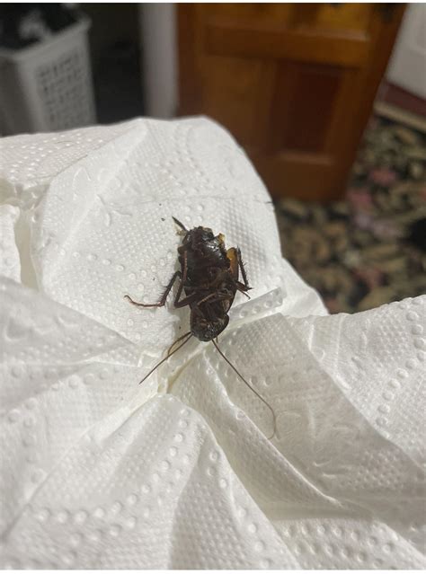 Found an oriental roach in our bathroom a month ago. Just one though ...