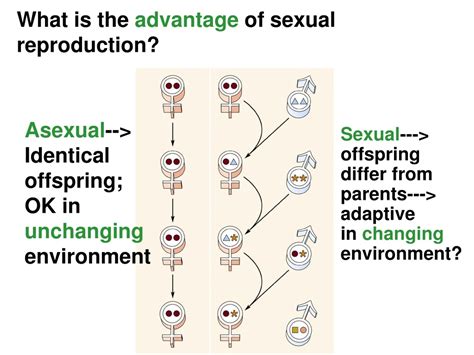 PPT - Next week’s lab: Stream Ecology PowerPoint Presentation, free ...