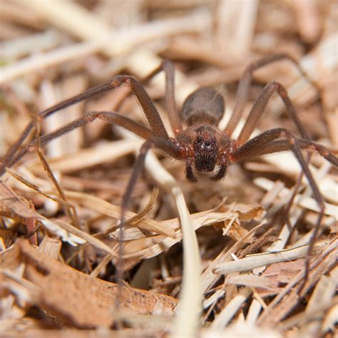 Brown recluse spider - bytesgulu