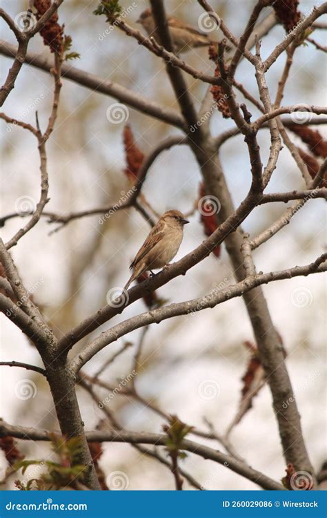 Vertical Shot of a Bird on the Tree Branch Stock Photo - Image of ...