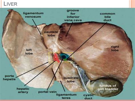 hepatobiliary system 2024.pptx hepatobiliary system | PPTX