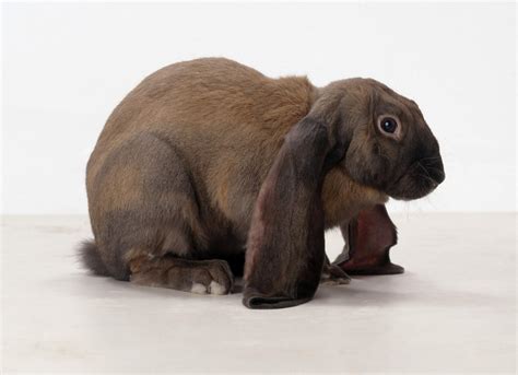 Floppy Eared Bunny Breeds at webrogerblog Blog