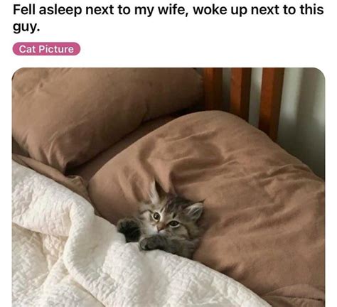 Instagram photo by cat memes • Feb 23, 2025 at 2:31 PM