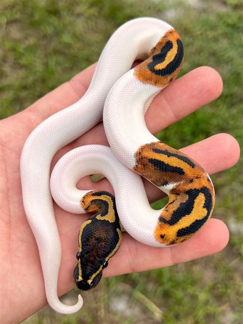 Piebald Ball Python by Southern Royalty Pythons - MorphMarket