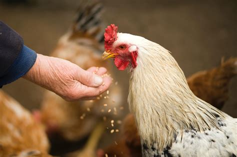 Feeding the Flock | University of Maryland Extension