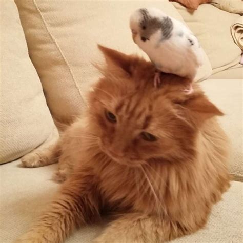 Cat And Bird Are Best Friends - The Dodo
