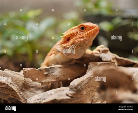 Cute Red Orange Bearded Dragon Posing Cutely Stock Photo - Alamy