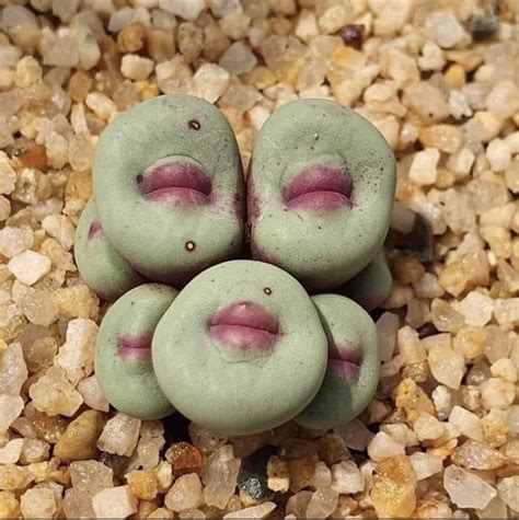 Conophytum pageae, a small succulent native to S. Africa | Succulents, Succulent gardening ...