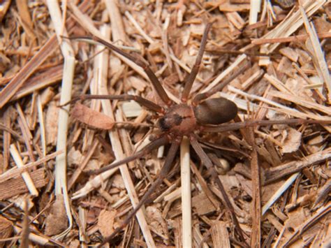 Wolf Spiders | Amarillo, TX | Ace Pest Control