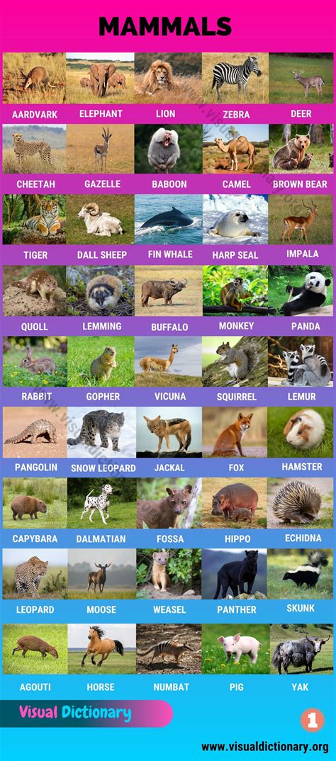 Mammals: Wonderful List of 175+ Names of Mammals with Pictures - Visual ...