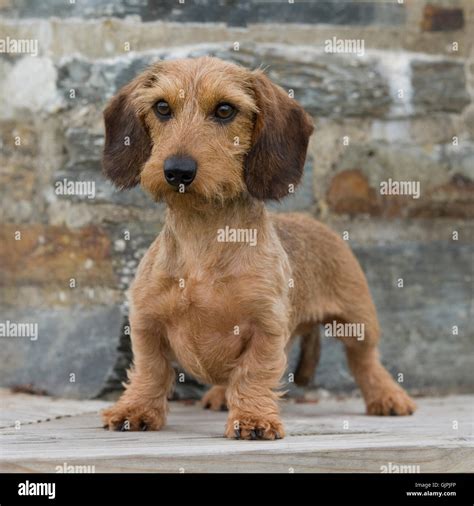 Wirehaired Dachshund Miniature Wirehaired Dachshund Stock Photo
