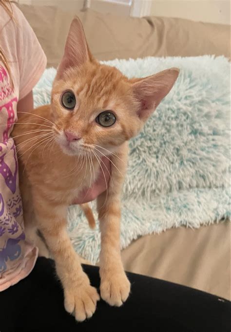 Vocabulary 2nd grade 2nd Grade Flashcard | Wayground