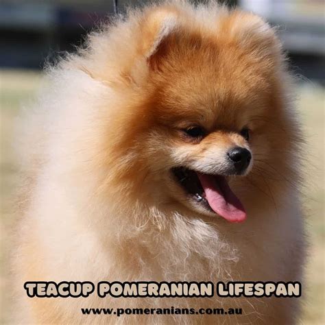 Teacup Pomeranian Lifespan: What You Need to Know - Canine Pals