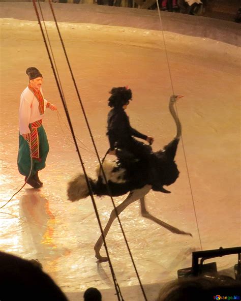 Riding on ostriches free image - № 15794