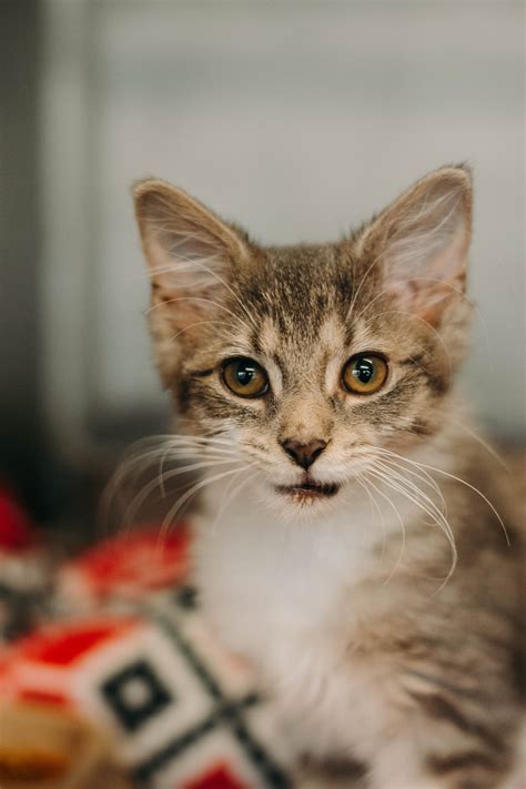 Shenango Valley Animal Shelter - No Kill. Animal Control. Adopt.