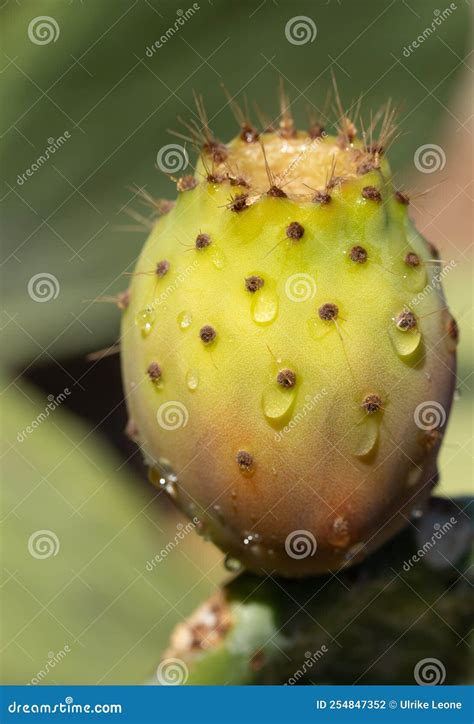 Portrait Close-up of a Ripe Prickly Pear Fruit, with Spikes and Drops ...