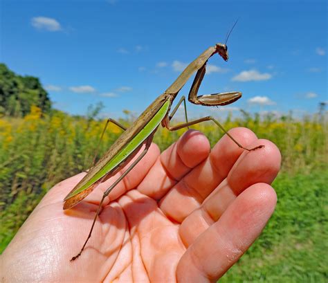 The not-so-blessed praying mantis - Farm and Dairy