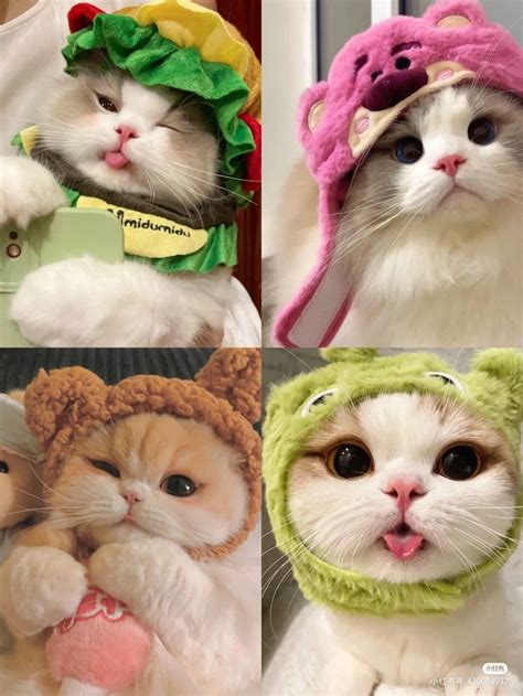 Cute Cats in Hats and Scarves