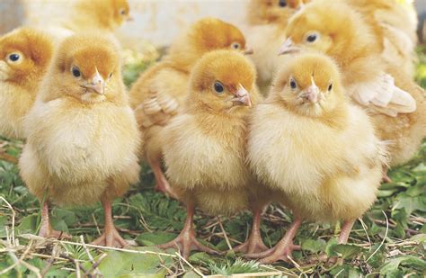 How Many Eggs Does A Duck Lay In A Day - Do ducks lay eggs without a male? | Odffohtsux