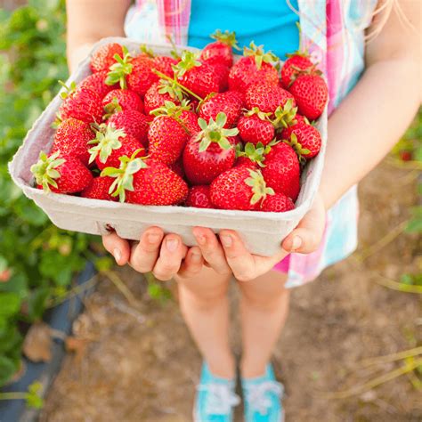 Strawberry Picking Westchester at Oscar Trundle blog