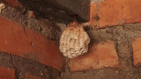 photo of a small wasp nest was in the front yard of the house 42871908 ...