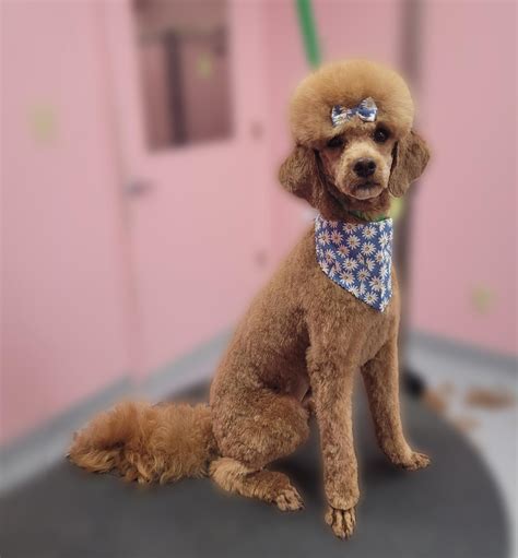 Toy Poodle Cuts Styles