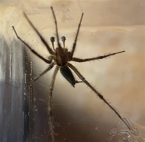 Unidentified spider in Woden, Iowa United States