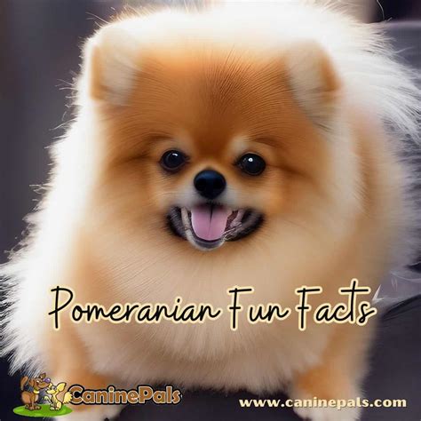 What Is The Life Span Of Rottweiler Pomeranian