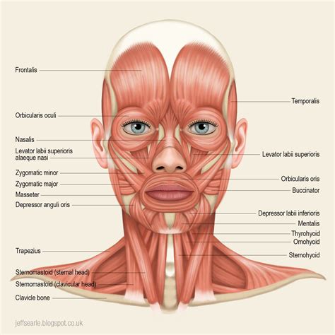 Pin by scooby man on Skull Head Proportion | Muscle diagram, Neck muscle anatomy, Human muscle ...