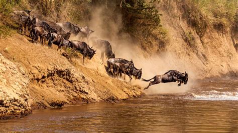 Migration Of Kenya