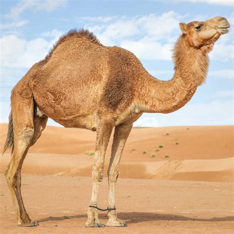 Why do camels have humps on their backs? - Factopolis