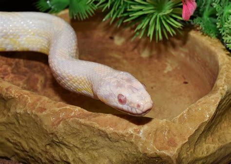White Albino Corn Snake