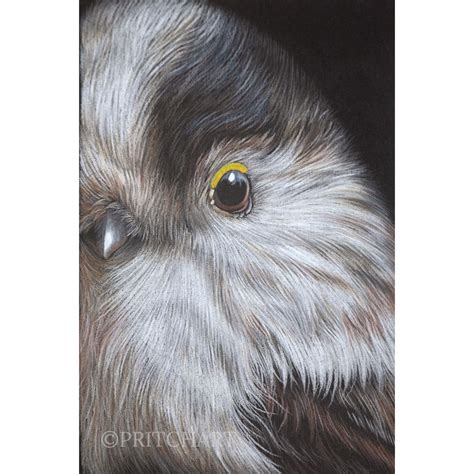 Great British Tits | Shop | Pritch Art