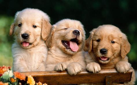 Cute Dog Computer Wallpapers - Top Free Cute Dog Computer Backgrounds ...