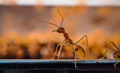 Why Are There Ants In My Car? (7 Reasons Why)