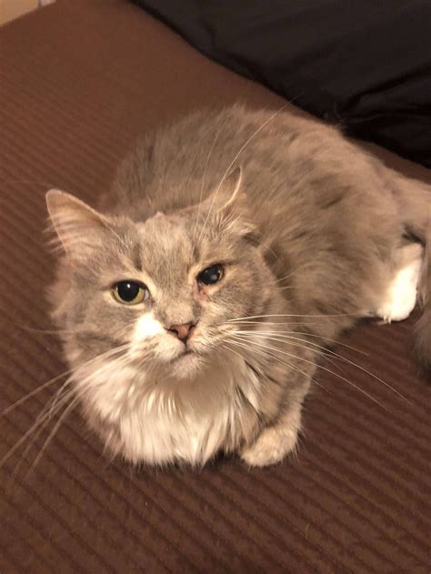 This is Jules. She has a goopy eye a runny nose sneezing fits and a ...