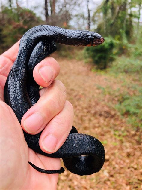 Eastern Indigo Snake