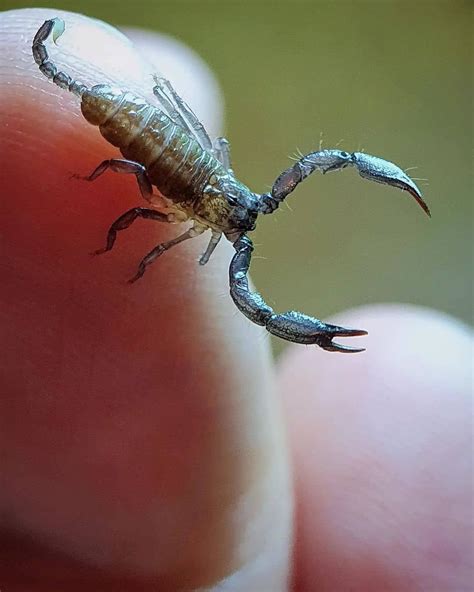 8 spiritual meanings when you dream about scorpion – Artofit