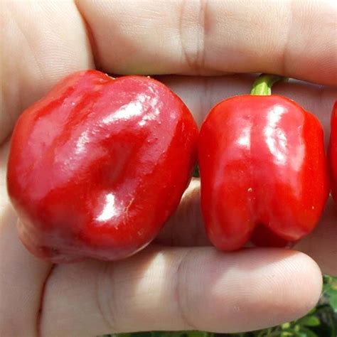 Pepper Cajun Belle – 247plants