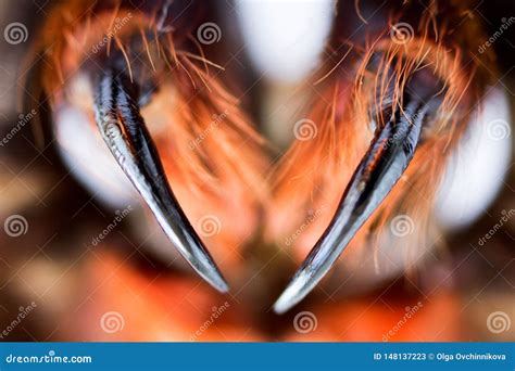 Spider Tarantula Phormictopus Auratus Closeup. Photo Dangerous Spiders ...