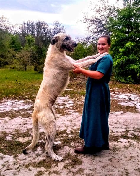 Irish Wolfhound Puppies For Sale | Live Oak, FL #333263