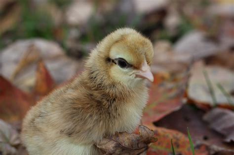 Crested Cream Legbar Chicks - Chicken Scratch Poultry