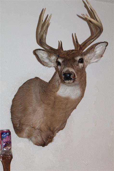Whitetail Deer Head Shoulder Mount Taxidermy Cape Shed Antler Hunt Mule ...